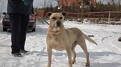 PORTOS szuka domu! Czy ktoś pokocha psiego gwiazdo