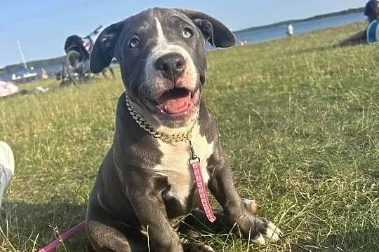 American Bully XL