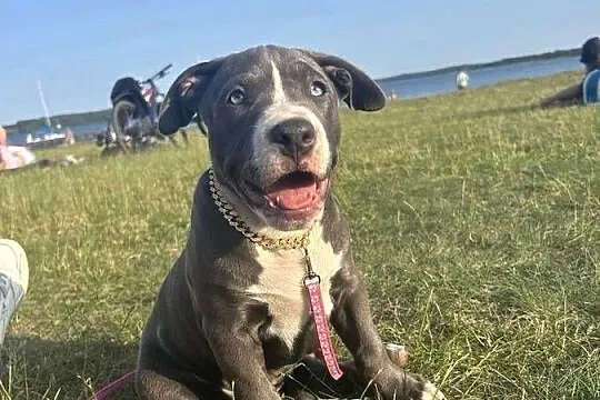 American Bully XL, Pomorskie, Chojnice
