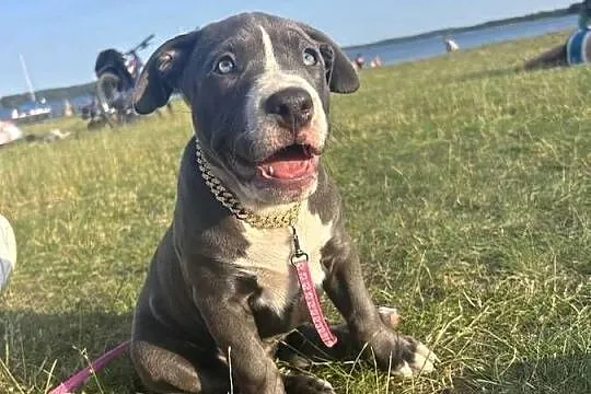 American Bully XL, Pomorskie, Chojnice
