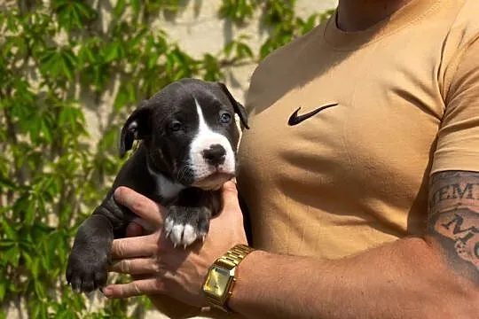 American Bully XL, Pomorskie, Chojnice