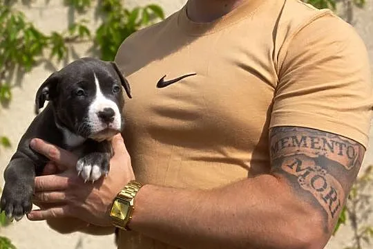 American Bully XL, Pomorskie, Chojnice