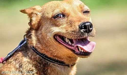 OTOZ Animals - Pegi - mała przestraszona dusza cze