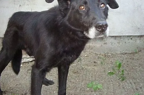 Bruno - porzucony, jednak pełen zaufania,  warmińsko-mazurskie Iława