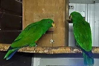 Papugi Lory Wielkie, lora wielka