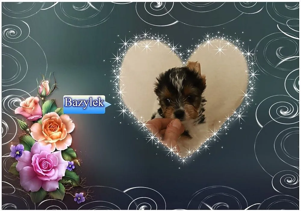 Bazylek York pół roku, rodowód, chip, wyprawka