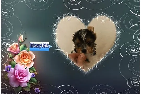 Bazylek York pół roku, rodowód, chip, wyprawka