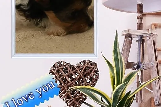 Bazylek York pół roku, rodowód, chip, wyprawka