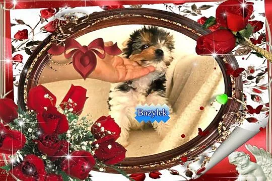 Bazylek York pół roku, rodowód, chip, wyprawka