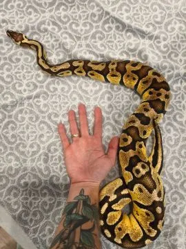 Pyton królewski dorosła samica Pastel Vanilla het Piebald