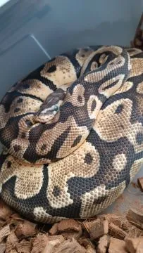 Pyton królewski dorosła samica Pastel Vanilla het Piebald, , Orzesze