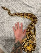 Pyton królewski dorosła samica Pastel Vanilla het Piebald