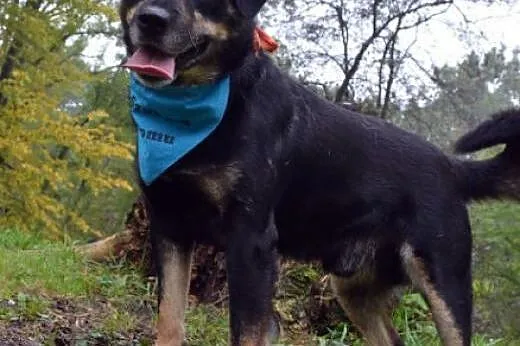 Diego-wierny i towarzyski pies szuka domu!!!,  ślą