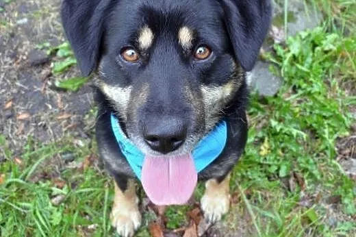 Diego-wierny i towarzyski pies szuka domu!!!,  ślą