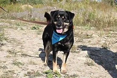 Diego-wierny i towarzyski pies szuka domu!!!,  ślą