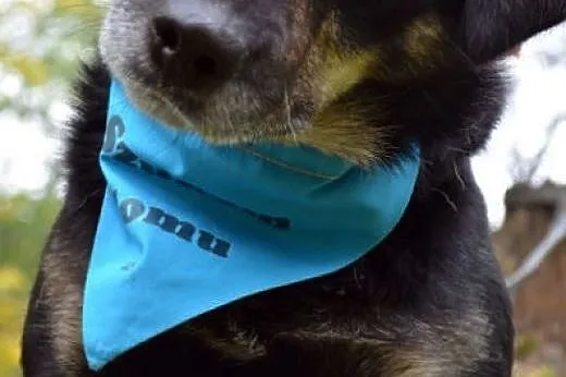 Diego-wierny i towarzyski pies szuka domu!!!,  ślą