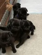 Pug Mopsik Pugs (FCI)...............................email.... {{smagdalena227@gmail.com}}