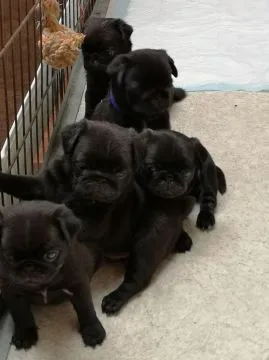 Pug Mopsik Pugs (FCI)...............................email.... {{smagdalena227@gmail.com}}
