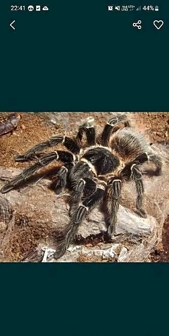 Samica Lasiodora Parahybana 3 DC, Opolskie, Głubczyce