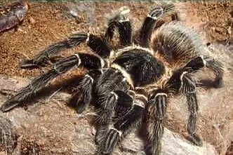 Samica Lasiodora Parahybana 3 DC, Opolskie, Głubczyce