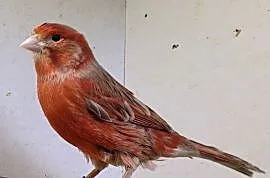 Kanarki
