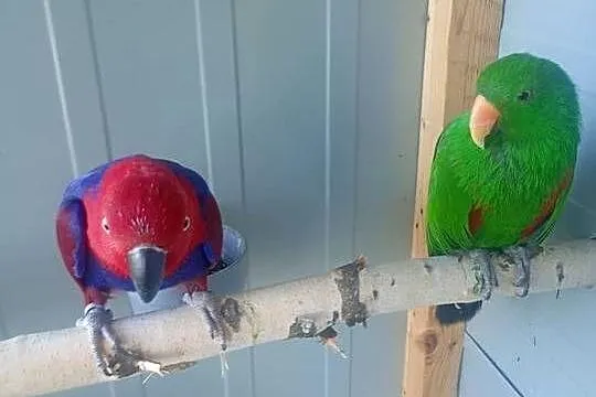 Lory oswojone