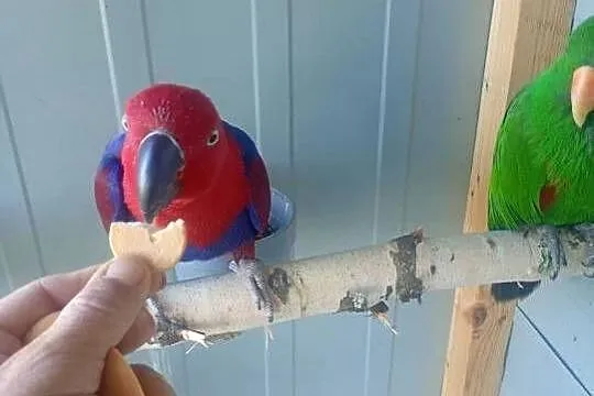Lory oswojone, Łódzkie, Wrzesiny