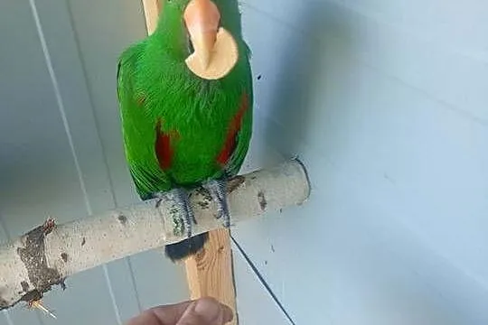Lory oswojone, Łódzkie, Wrzesiny
