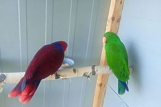 Lory oswojone, Łódzkie, Wrzesiny
