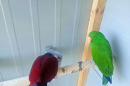 Lory oswojone, Łódzkie, Wrzesiny