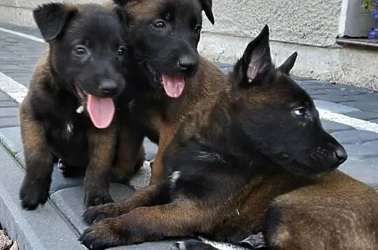 Sprzedam Owczarki Belgijskie Malinois