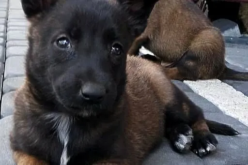 Sprzedam Owczarki Belgijskie Malinois, Małopolskie, Radgoszcz