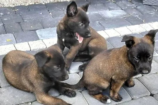 Sprzedam Owczarki Belgijskie Malinois, Małopolskie, Radgoszcz