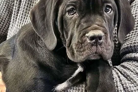 Cane Corso – szczenięta 10 tygodni, czarne, po przeglądach, Mazowieckie, Strzeniówka