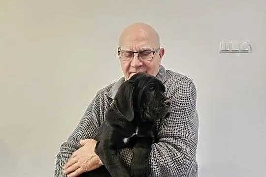 Cane Corso – szczenięta 10 tygodni, czarne, po przeglądach, Mazowieckie, Strzeniówka