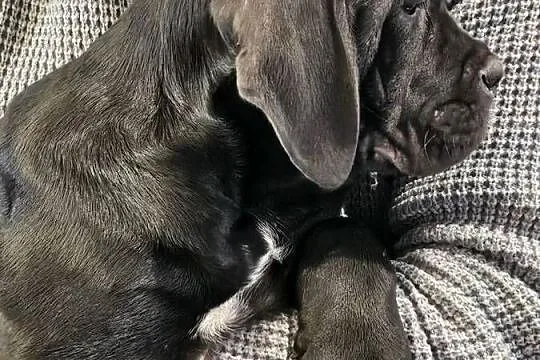 Cane Corso – szczenięta 10 tygodni, czarne, po przeglądach, Mazowieckie, Strzeniówka