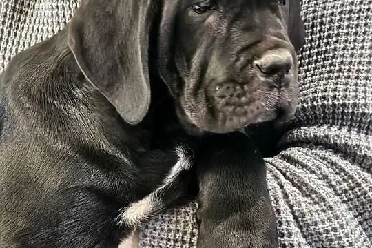 Cane Corso – szczenięta 10 tygodni, czarne, po przeglądach, Mazowieckie, Strzeniówka