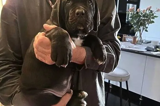 Cane Corso – szczenięta 10 tygodni, czarne, po przeglądach, Mazowieckie, Strzeniówka