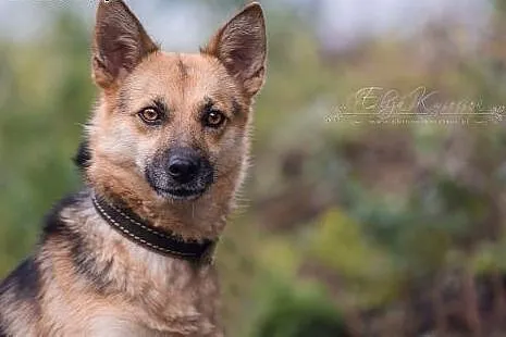 ESKA - 15 kg cudowna suczka - MINI OWCZAREK, śląskie Katowice