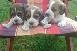 Szczeniaki beagle tricolor zadbane ,  wielkopolski, Odolanów