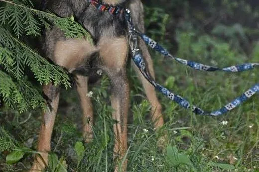 Zojka drobna kruszynka w wieku 1,5 roku-adoptuj!!,