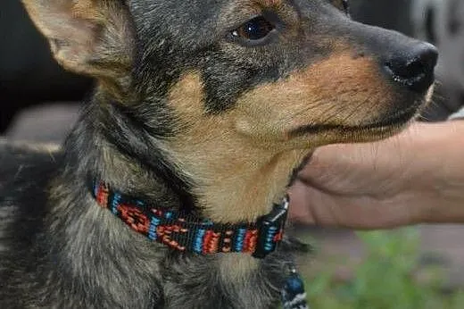 Zojka drobna kruszynka w wieku 1,5 roku-adoptuj!!,