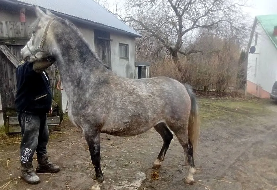 Klacz Czystej Krwi Arabskiej, Świętokrzyskie, Piórków