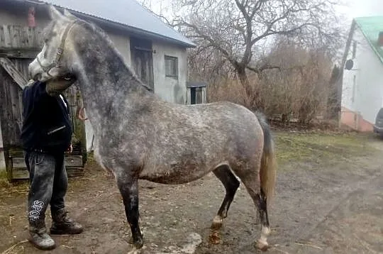 Klacz Czystej Krwi Arabskiej, Świętokrzyskie, Piórków