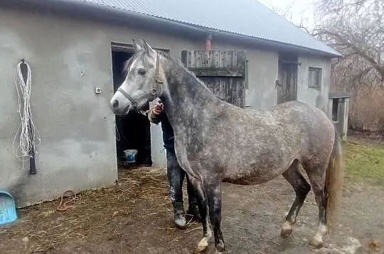 Klacz Czystej Krwi Arabskiej, Świętokrzyskie, Piórków