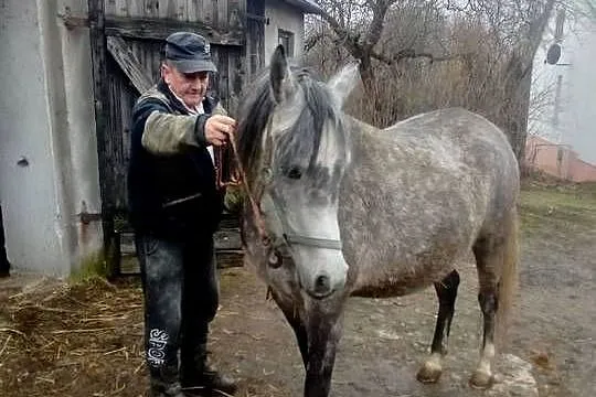 Klacz Czystej Krwi Arabskiej, Świętokrzyskie, Piórków
