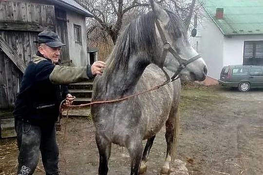 Klacz Czystej Krwi Arabskiej, Świętokrzyskie, Piórków