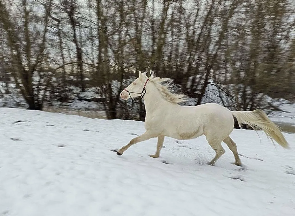 3 letni kary ogier po Secret z licencją AES, ,