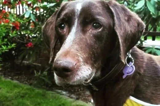 Greta porzucona wyrzełka szuka kochającego domku, 