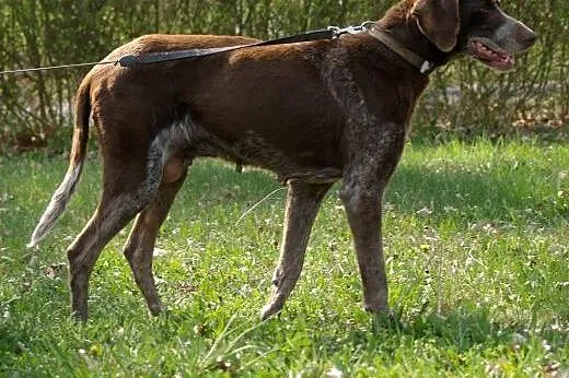 Greta porzucona wyrzełka szuka kochającego domku, 